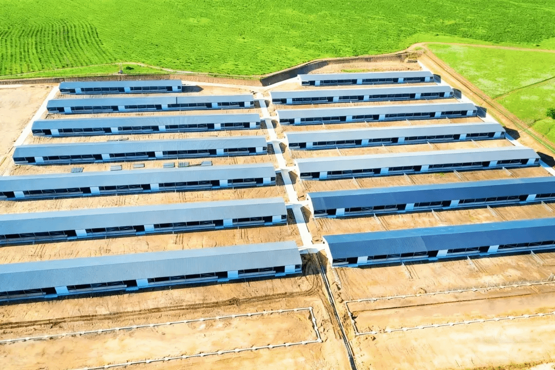 山西建投安裝集團阿魯科爾沁旗優(yōu)質(zhì)乳肉兼用牛數(shù)智化園區(qū)建設(shè)項目正式投運